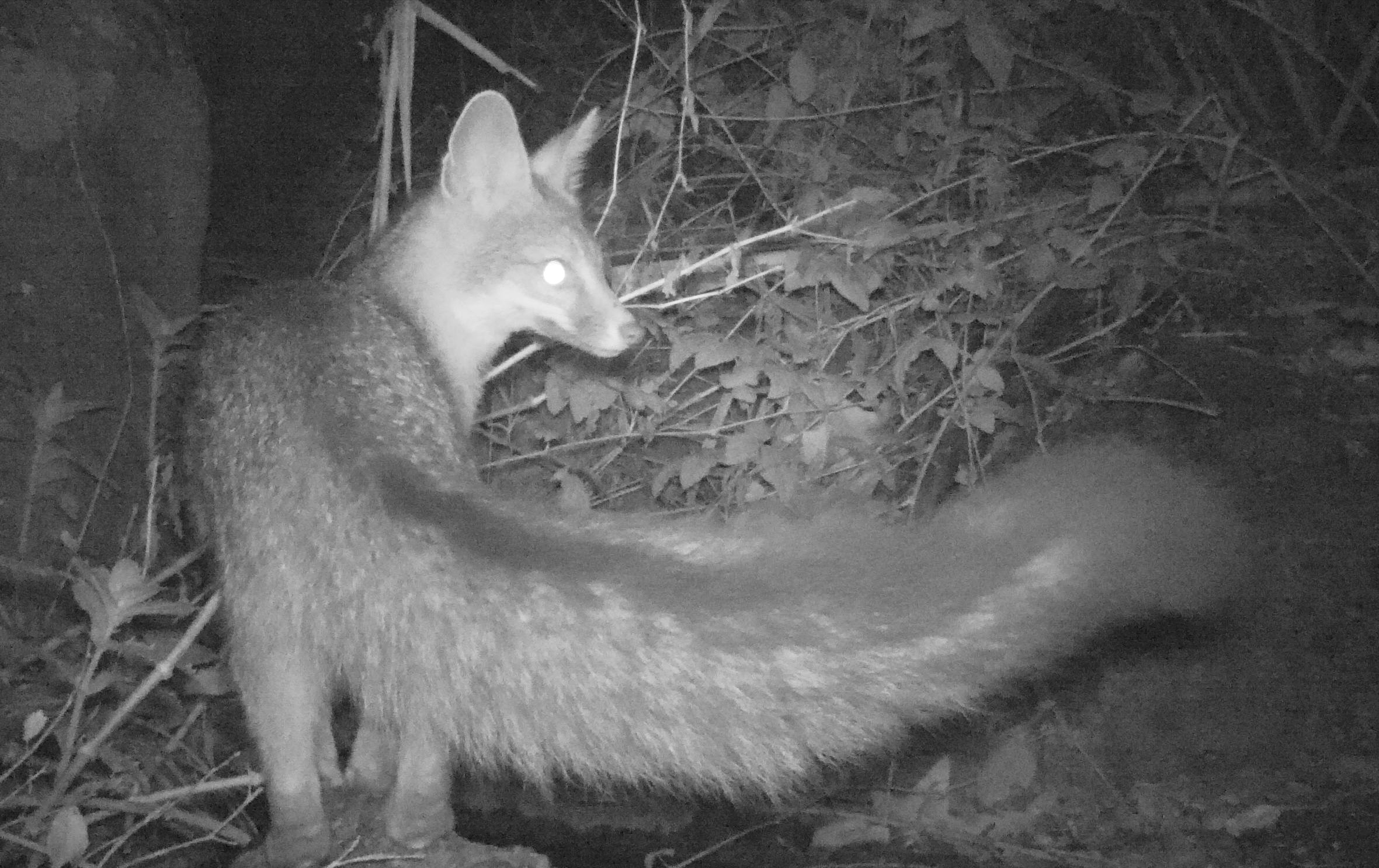 gray fox in De Luz Canyon, CA