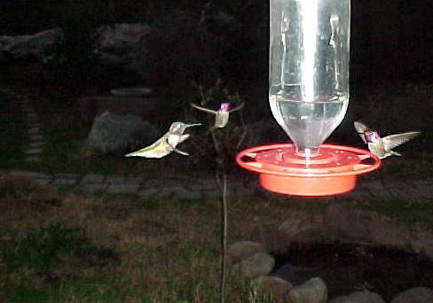Anna hummingbirds