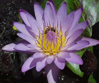 Honey Bees in Hawaii