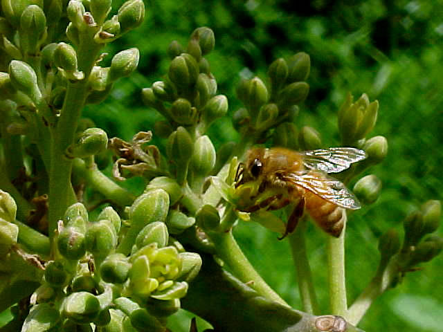 Italian bee pollinating avocado flower