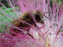 Learn about honey bees