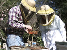 Beekeeping Education