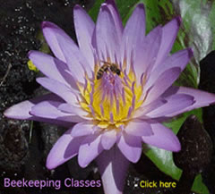 Beekeeping classes