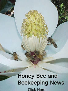 Honey Bee and Beekeeping News