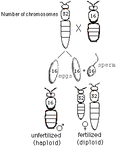 honey bee chromosomes