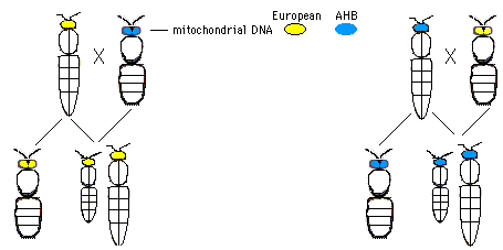 honey bee mitochondrial DNA
