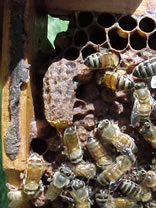 Natural queen cell