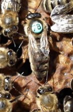 Carniolan queen