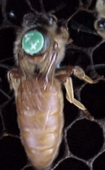 yellow VSH breeder queen
